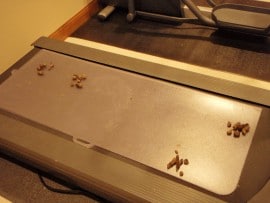 Cat Poop on treadmill