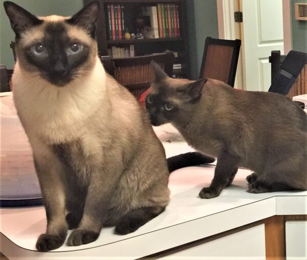 Cropped Image of Two Siamese Cats | Cat Behaviorist | Mieshelle Nagelschneider