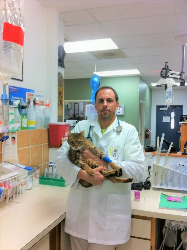 Dr-Shultz-with-cat-2-1-scaled-600x803 Tabby Cat held by a Veterinarian in The Cat Behavior Clinic | Mieshelle Nagelschneider | Cat Behaviorist