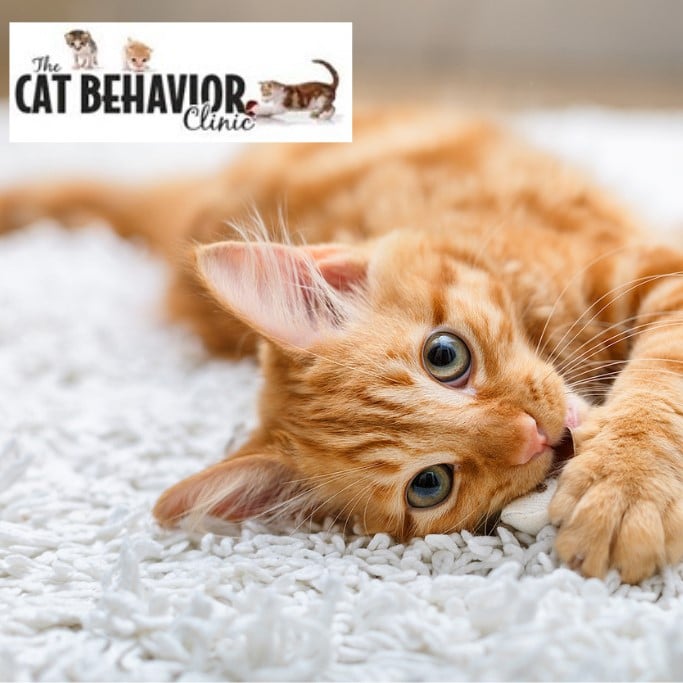 Image of a Ginger Kitten being Playful | The Cat Behavior Clinic | Cat Behaviorist | Mieshelle Nagelschneider