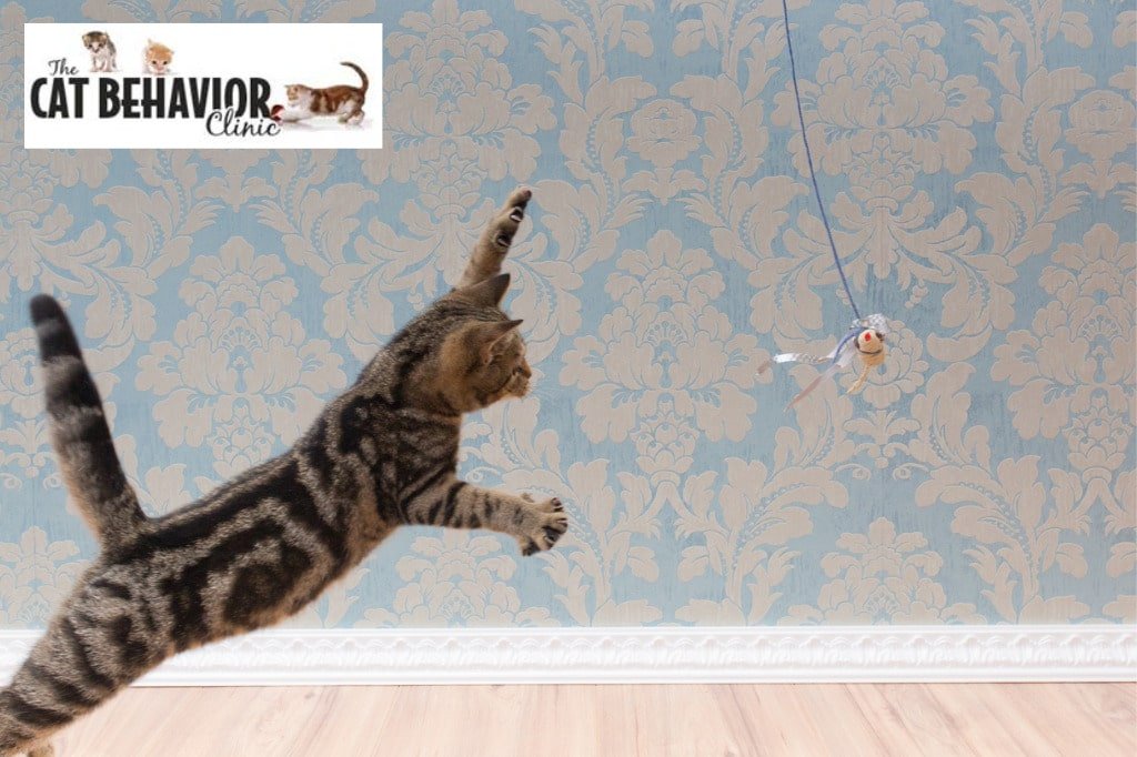 Image of a Bengal Cat playing with a String Toy | The Cat Behavior Clinic | Cat Behaviorist | Mieshelle Nagelschneider