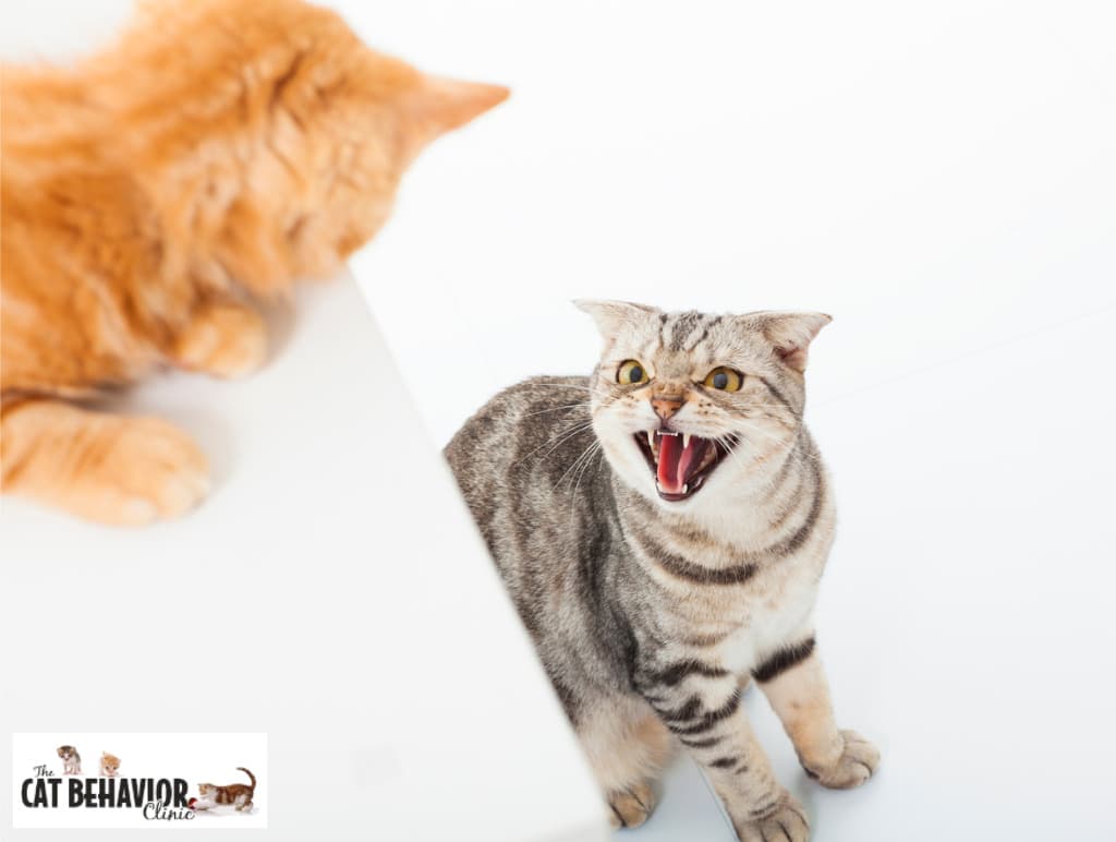 Closeup of Two Cats in a Conflict Over White Background | The Cat Behavior Clinic | Mieshelle Nagelschneider | Cat Behaviorist