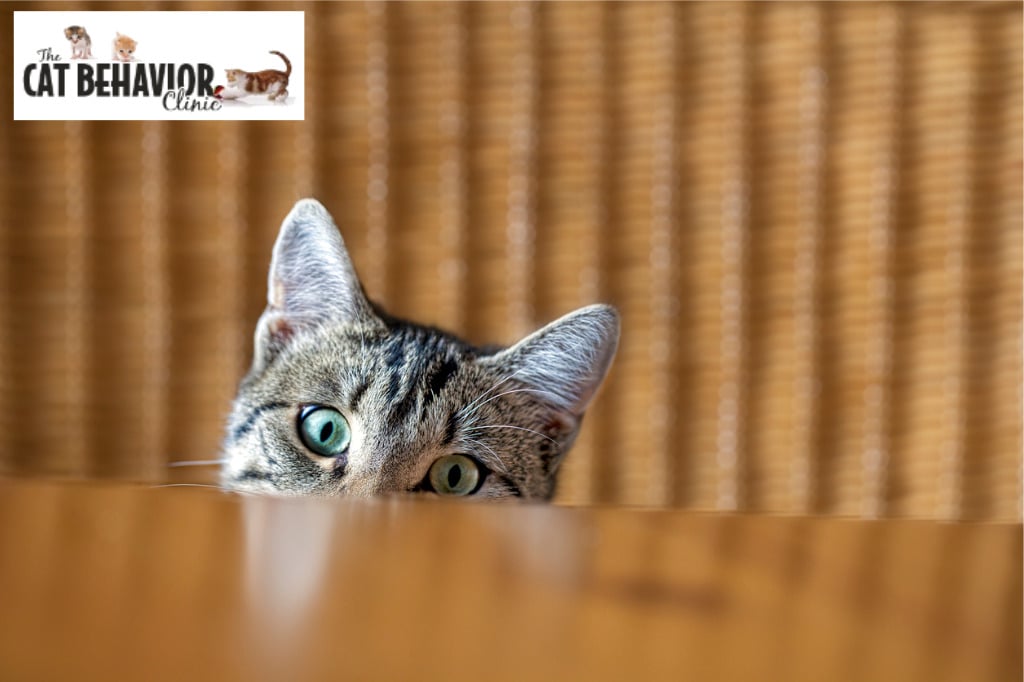 Image of a Curious Tabby Cat Peeping from under a Table | The Cat Behavior Clinic | Mieshelle Nagelschneider | Cat Behaviorist