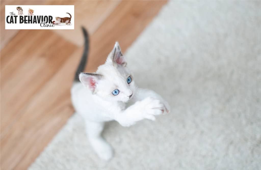 Image of a Playful White Kitten with Blue Eyes | the Cat Behavior Clinic | Mieshelle Nagelschneider | Cat Behaviorist