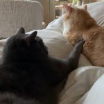 Cropped Image of a Black Cat and a Ginger Cat | Mieshelle Nagelschneider | Cat Behaviorist