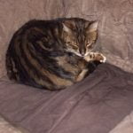 Image of a Tabby Cat curled up on a couch | Mieshelle Nagelschneider | Cat Behaviorist