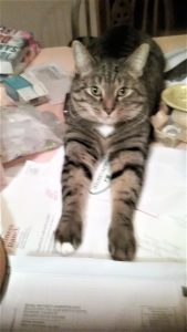 Tabby Cat with Stretched Out Paws 2 | Mieshelle Nagelschneider | Cat Behaviorist