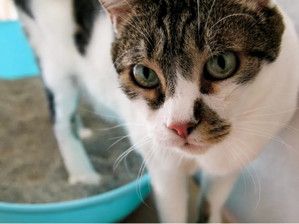 Cropped Image of a Calico Cat using Litter Box | Cat Behaviorist | Mieshelle Nagelschneider