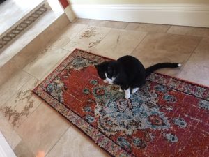 Image of a Tuxedo Kitten on Red Carpet | Mieshelle Nagelschneider | Cat Behaviorist