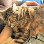 Cropped Image of a Brown Tabby Kitten Snuggling | Mieshelle Nagelschneider | Cat Behaviorist