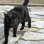 Cropped Image of a Black Cat | Mieshelle Nagelschneider | Cat Behaviorist