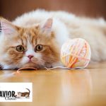 Cropped Image of a Bored Ginger Kitten with a Ball of Yarn | Mieshelle Nagelschneider | Cat Behaviorist