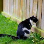 Image of a Tuxedo Cat Peeping through a hole in Fence | Mieshelle Nagelschneider | Cat Behaviorist