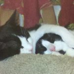 Cropped Image of Two Tuxedo Cat Snuggling | Mieshelle Nagelschneider | Cat Behaviorist