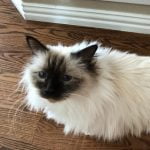 Cropped Image of Fluffy Siamese Cat | Mieshelle Nagelschneider | Cat Behaviorist