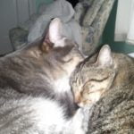 Image of Two Grey and White Cats Snuggling with each other | Mieshelle Nagelschneider | Cat Behaviorist