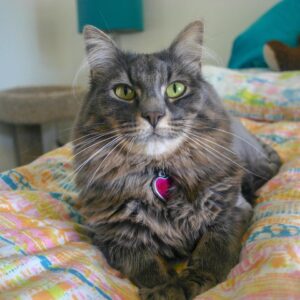 Image of Fluffy Grey and Brown Cat with Pink Name tag on a Bed | Cropped Image of a Tabby Cat sunbathing | Cropped Image of a Cat | Mieshelle Nagelschneider | Cat Behaviorist