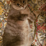 Chubby Brown Cat Flopped on Carpet | Mieshelle Nagelschneider | Cat Behaviorist