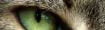 Cropped Image of a Tabby Cats Green Eye | Mieshelle Nagelschneider | Cat Behaviorist