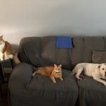 Cropped Image of a Ginger Cat and a White Dog on a Grey Couch | Mieshelle Nagelschneider | Cat Behaviorist