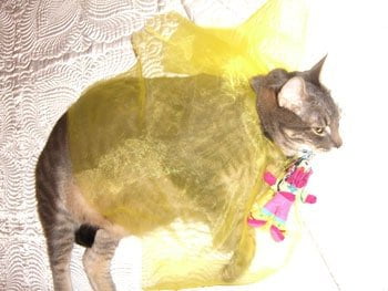 Image of a Fluffy Tabby Cat wrapped in Yellow Gossamer and a Pink Cat Toy | Mieshelle Nagelschneider | Cat Behaviorist