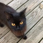 Cropped Image of a Black Cat with Yellow Eyes | Mieshelle Nagelschneider | Cat Behaviorist