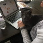 Cropped Image of a Black Cat Perched on Owners Laptop | Mieshelle Nagelschneider | Cat Behaviorist