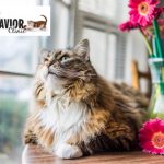 Closeup Portrait of Calico Mainecoon Cat on a Table with Pink Flowers beside Cat | Mieshelle Nagelschneider | Cat Behaviorist