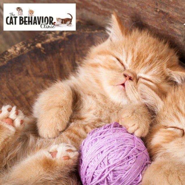 istock Image of Kittens Sleeping Picture with the Cat Behavior Clinic Logo | The Cat Behavior Clinic | Mieshelle Nagelschneider | Cat Behaviorist