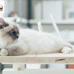 Cropped Image of a Siamese Cat on a Table | Mieshelle Nagelschneider | Cat Behaviorist