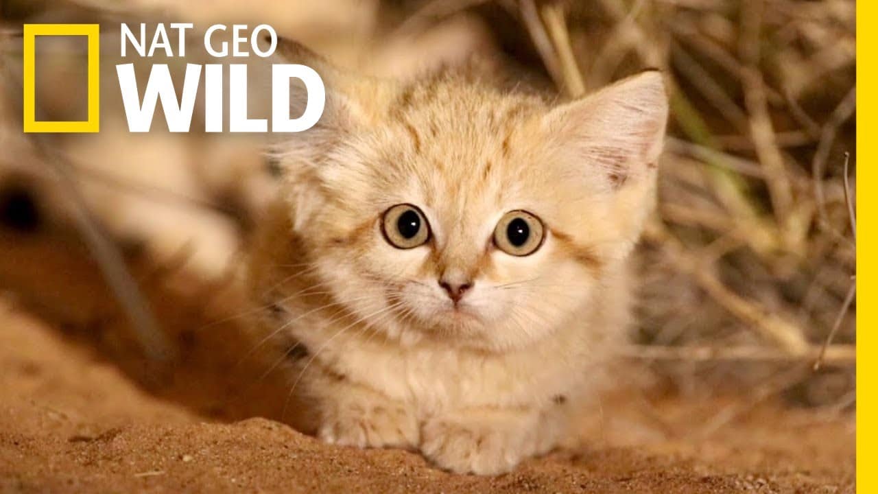 Cover Image of Nat Geo Wild and a Sand Dune Cat | Cat Behaviorist | Mieshelle Nagelschneider