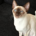 Cropped Image of a Siamese Cat | Mieshelle Nagelschneider | Cat Behaviorist