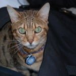 Cropped Image of a Cat with Green Eyes and Name Tag | Mieshelle Nagelschneider | Cat Behaviorist