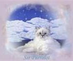 Background Image of a Fluffy White Cat against Backdrop of Night Sky | Mieshelle Nagelschneider | Cat Behaviorist