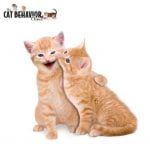 Two Ginger Cats being Playful and Affectionate with each other | Mieshelle Nagelschneider | Cat Behaviorist