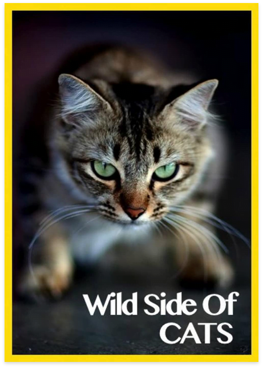 Wild Side of Cats | Mieshelle Nagelschneider | Cat Behaviorist Wild Side of Cats | Mieshelle Nagelschneider | Cat Behaviorist