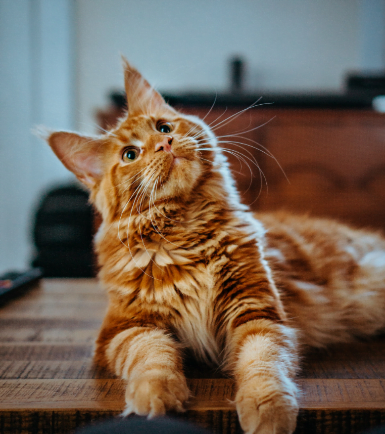 Image of Ginger Cat on a Table | Mieshelle Nagelschneider | Cat Behaviorist