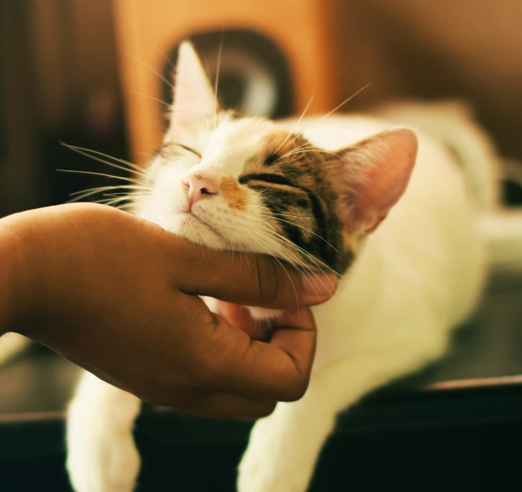 Calico Cat getting Chin Scratches | Mieshelle Nagelschneider | Cat Behaviorist Calico Cat getting Chin Scratches | Mieshelle Nagelschneider | Cat Behaviorist