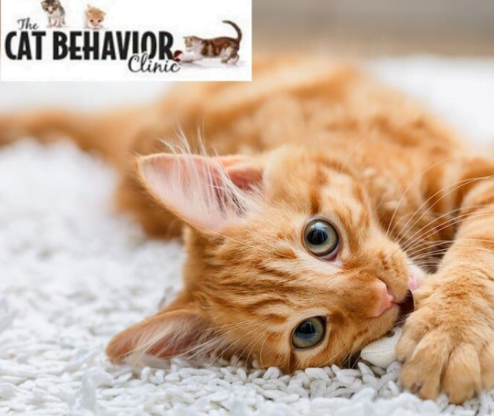 Mieshelle Nagelschneider picture of orange cat on white carpet | Cat Behaviorist | thecatbehaviorclinic.com orange cat stretched out on white carpet | Mieshelle Nagelschneider | Cat Behaviorist | thecatbehaviorclinic.com