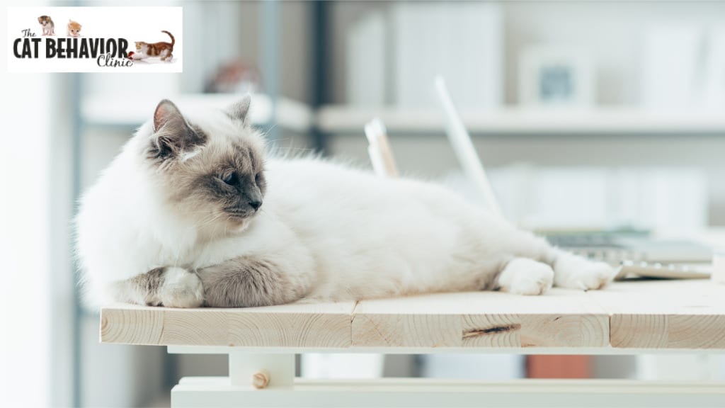 white fluffy cat | Mieshelle Nagelschneider | Cat Behaviorist | thecatbehaviorclinic.com